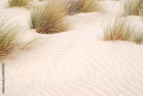 PLANTAS SILVESTRES DE LA COSTA