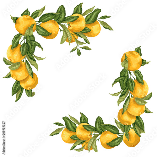 Set of square frame template elements in design vector illustration with orange fruit