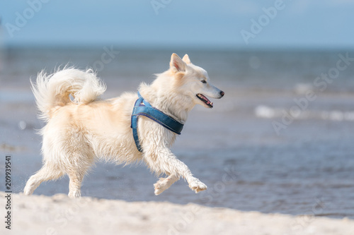 Weißer Hund am Meer © R.Bitzer Photography