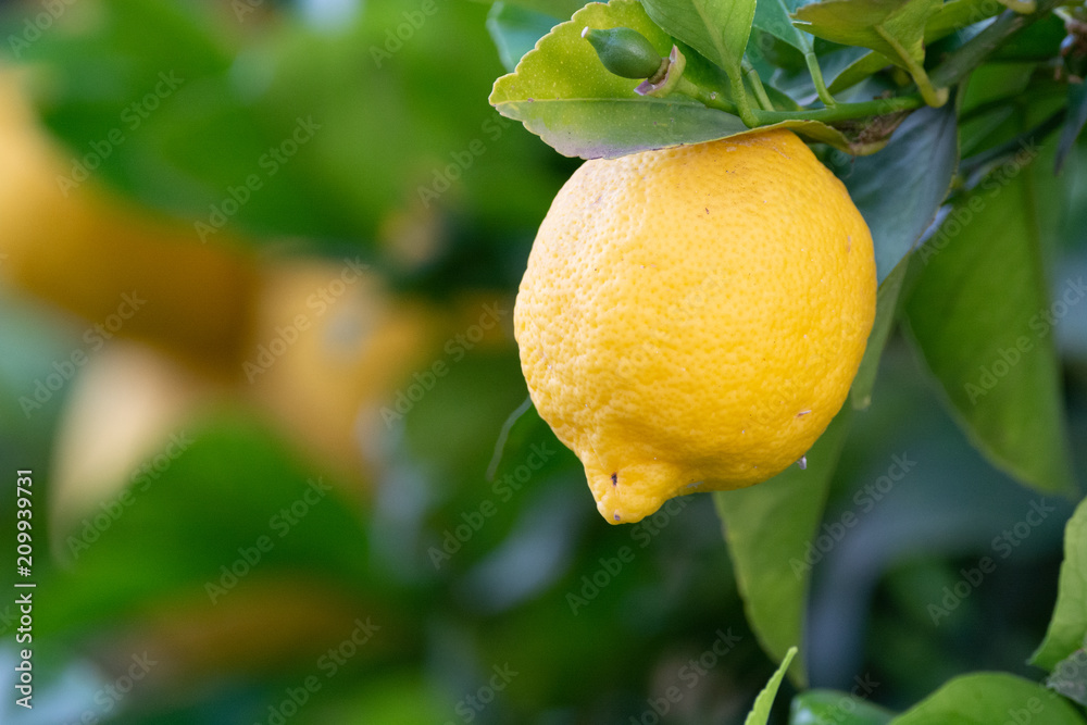 Ripe big yellow lemon citrus tropical fruit hanging on lemon tree
