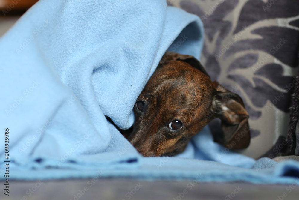 Brown dachshund under blue blanket