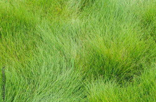 background texture green waving grass in a Japanese garden