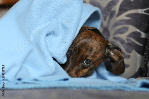 Brown dachshund under blue blanket