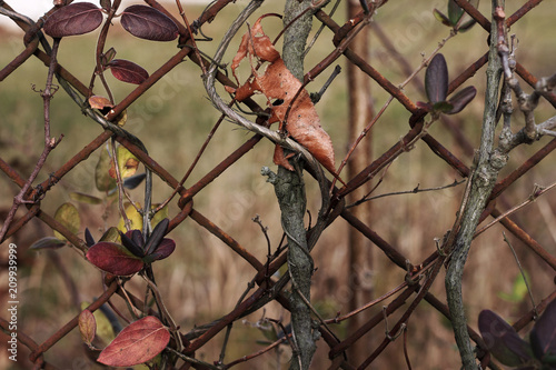 Vines on a Fence