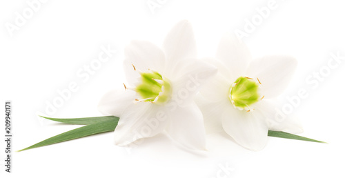 Two white flowers. © Anatolii