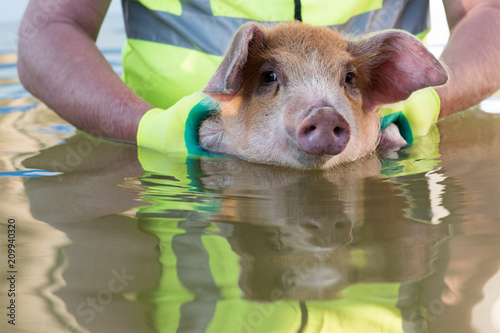 Funny farmer in Santa Claus hat, sunglasses, reflective jacket with clean green gloves, is bathed piglet in swimming pool. Happy Swine swims. 2019 year of the yellow pig. Farm holiday time
