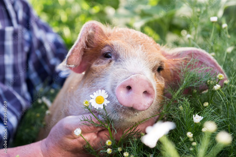 Funny male farmer in plaid shirt is bathing red piglet in pot for watering garden among blooming chamomiles. Hands close-up. Copy space. 2019 year of yellow pig. Holiday time on farm