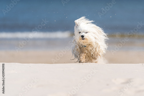 Kleiner weißer Hund am Strand © R.Bitzer Photography
