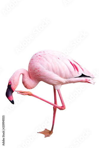 Greater Flamingo isolated on white background, seen in Namibia, Africa © Friedemeier