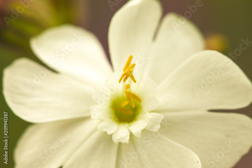 Zauberhafte Wildblume