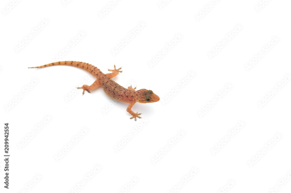 Naklejka premium Gecko isolated on white background