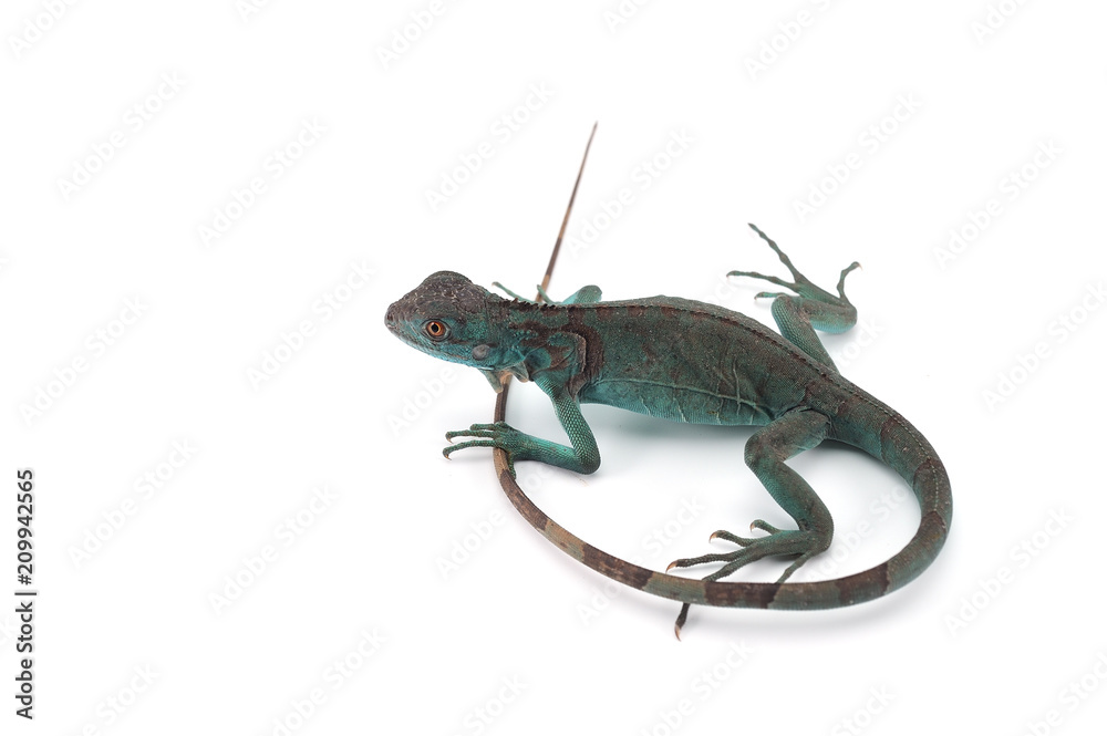 Fototapeta premium Iguana isolated on white background