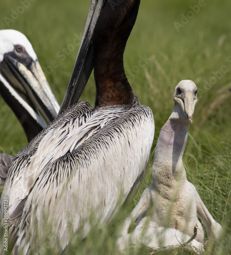 Baby brown pelican and parents
