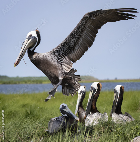 Brown pelican flying in with a stick for a nest