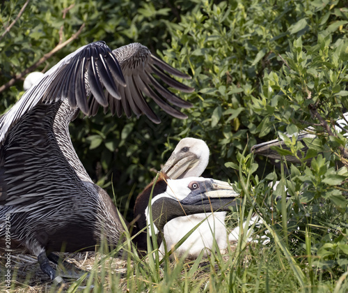 Brown pelicans posturing to protect babies