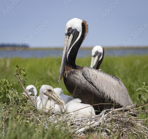 Brown pelican nest with babies