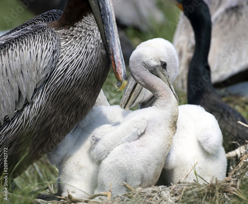 Baby brown pelicans with parent