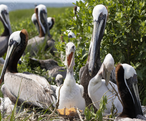 Baby brown pelican expressing himself