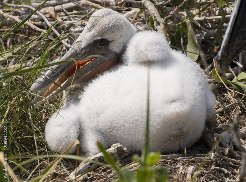 Baby Pelican - Ball of Fluff