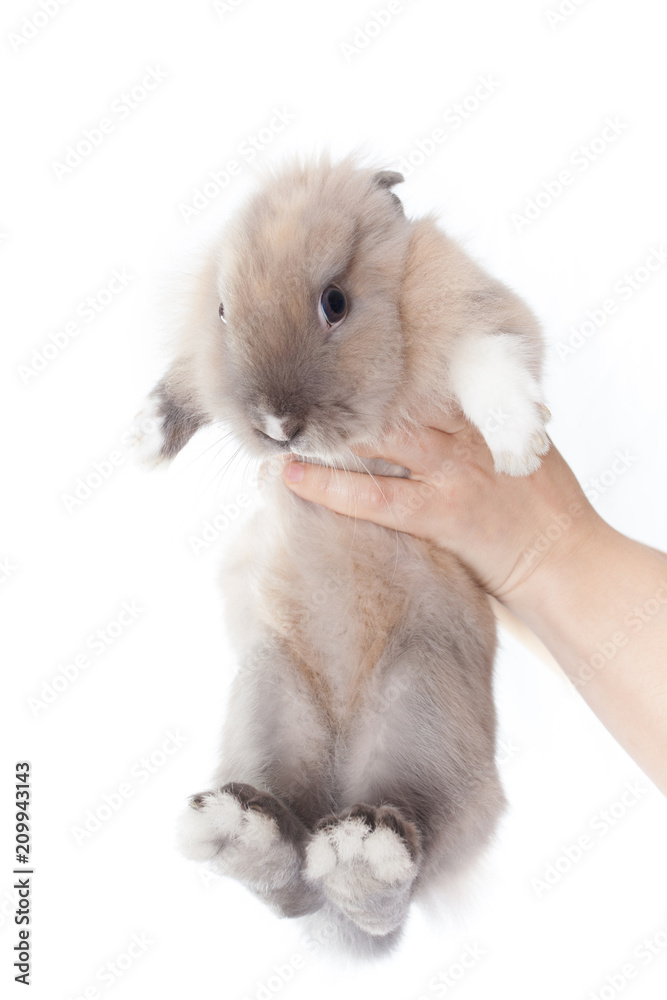 The woman holds a small Dutch rabbit in her hands The woman holds a small Dutch rabbit in her hands