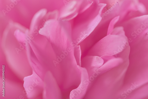 Pink petals with blurred focus © Visual Content
