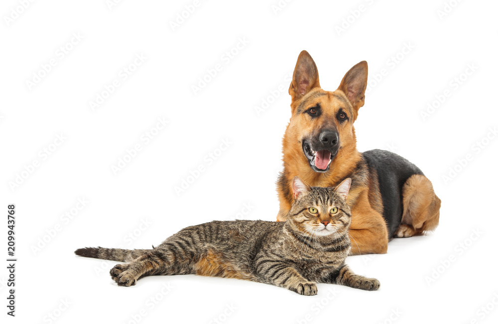Adorable cat and dog on white background. Animal friendship Adorable cat and dog on white background. Animal friendship