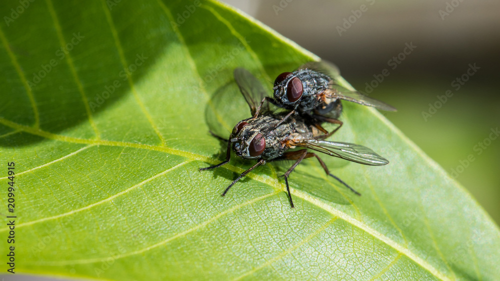 Fototapeta premium Zwei Fliegen bei der Paarung