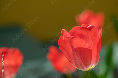 tulips my garden