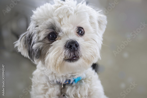 Foto Close-up of very cute fluffy white dog with dark hair around one eye looking lik