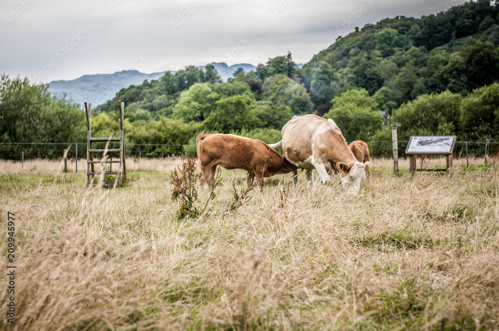 Cattles - Lake District