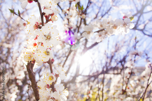 Spring cherry blossoms closeup, white flower sunny day and bright rays, against the blue sky photo
