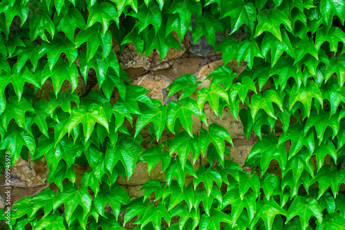 Green leaves.Green leaves wall texture. Summer background © Oleksandr