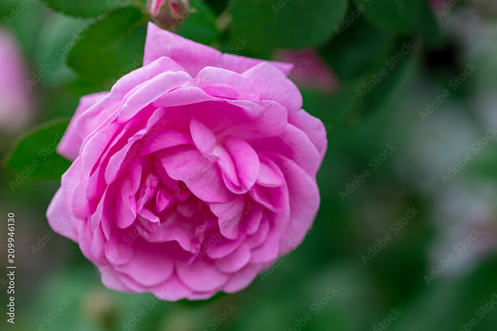 Pink pale roses bush over summer garden or park nature background