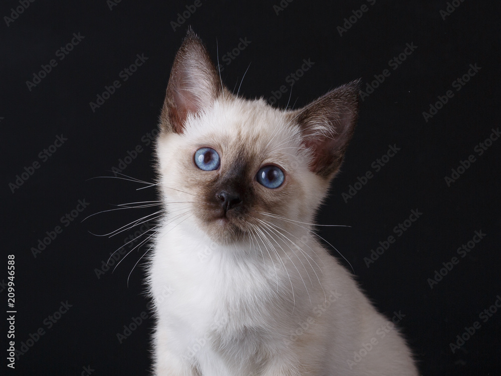 Portrait of a cute thai kitten with blue eyes