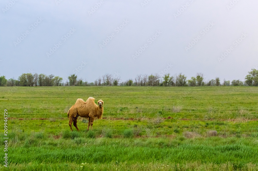 Camel standing in the grass Camel standing in the grass