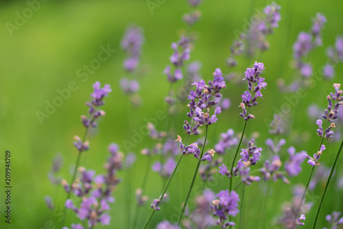 Lavender flower background © bogdanvija