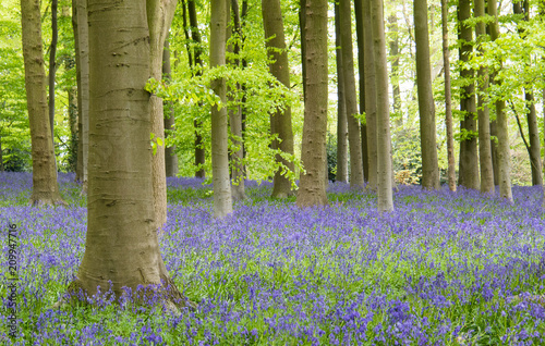 Blue bell forest in Sprin