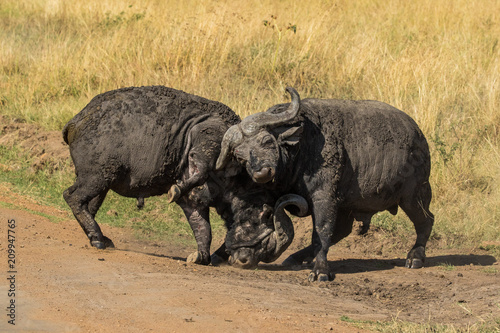 Cape Buffalo fighting at Mara