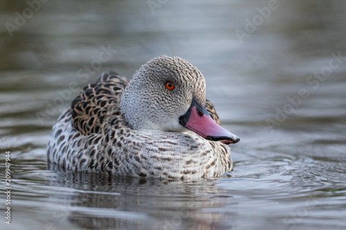 Cape Teal swimming in water at Martinmere