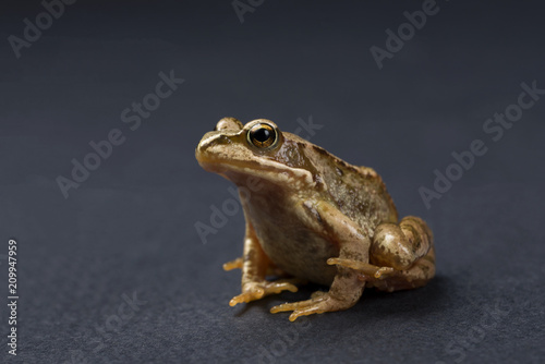 Frog on a black isolated background. Frog.

