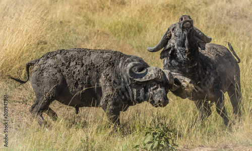 Cape Buffalo fighting at Masai Mara photo