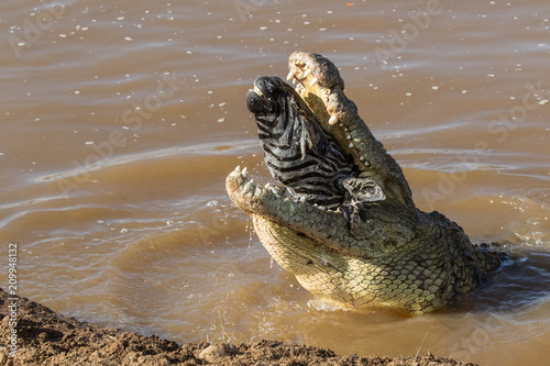 Fotografie, Tablou Zebra head in a crocodile mouth