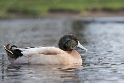 Cross breed Mallard swimming in water at Martinmere