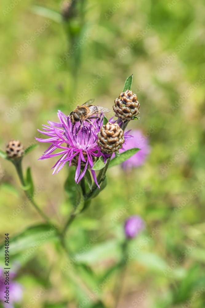Flockenblume mit Biene Flockenblume mit Biene