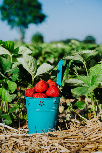 Blue bucket full of fresh pick juicy strawberries on a field on sunny day. Green foliage leaves in background photo