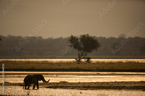 Elephant Silhouette crossing river at Manapools