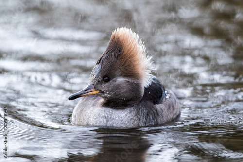 Hooded Merganser swimming in water at Martinmere