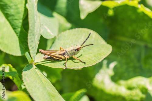 Grashüpfer © Mathias Karner