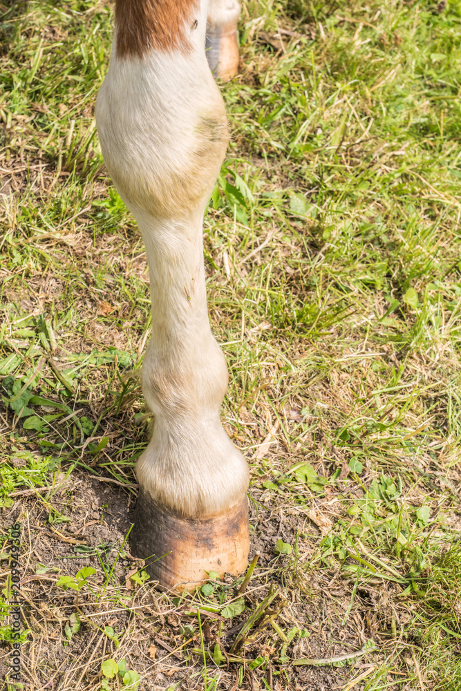 Huf eines Pony Huf eines Pony