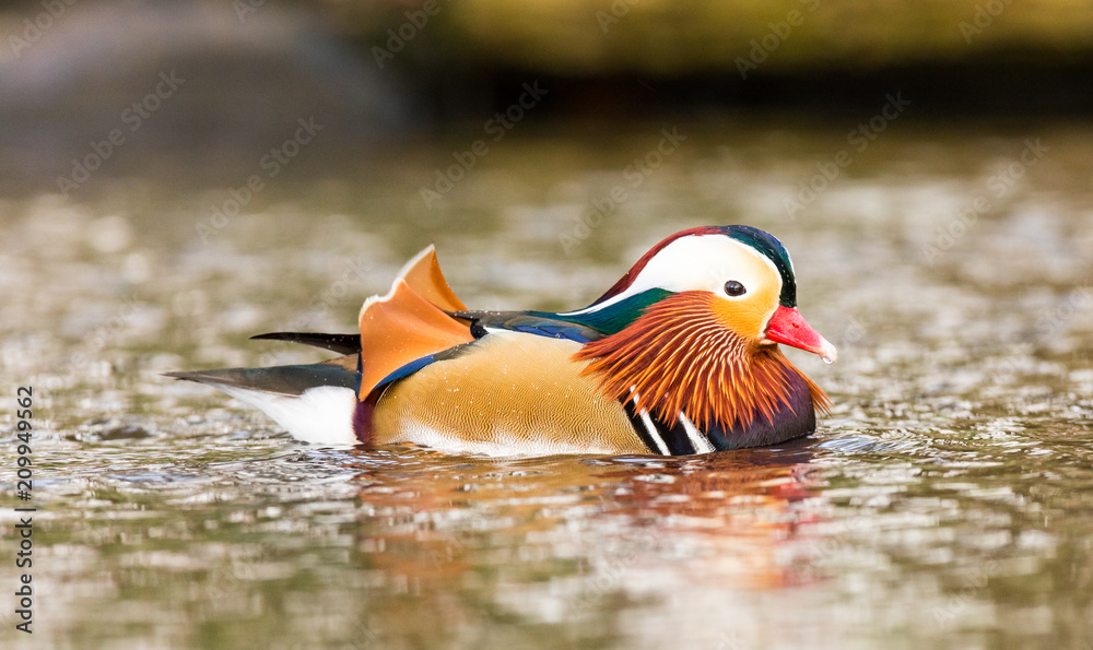 Mandarin Duck swimming at Martinmere Mandarin Duck swimming at Martinmere
